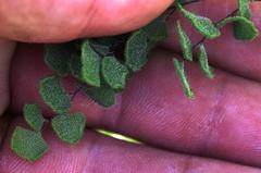 Adiantum chilense scabrum