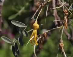 Sophora macrocarpa