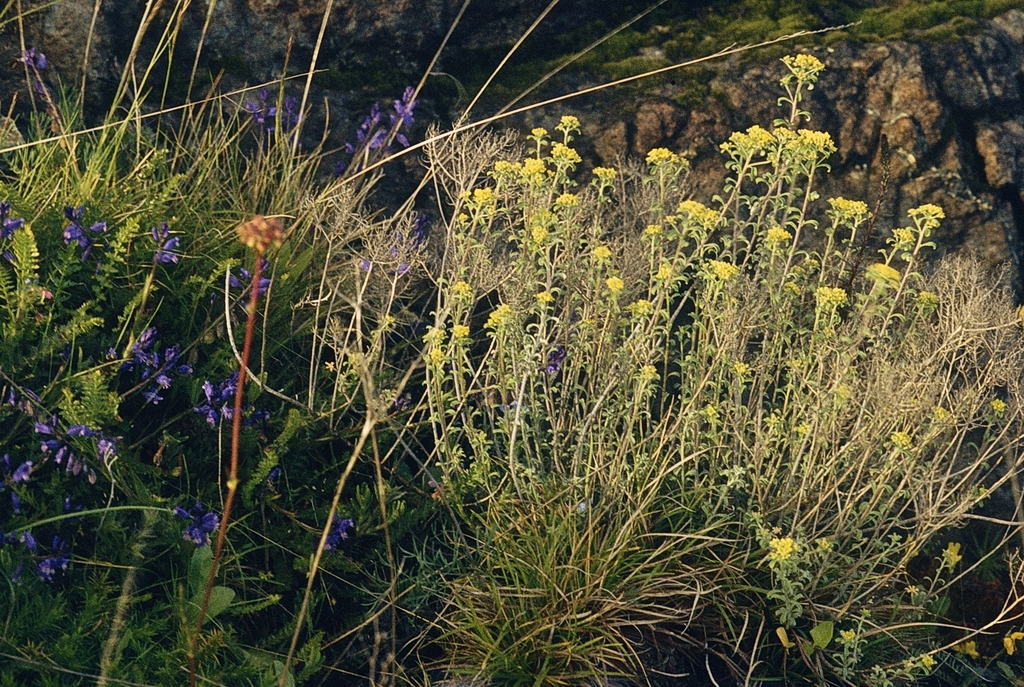 Odontarrhena serpyllifolia; photograph F. Bemmerlein-Lux, CC BY, iNaturalist via GBIF