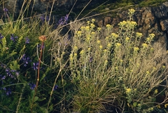 Odontarrhena serpyllifolia