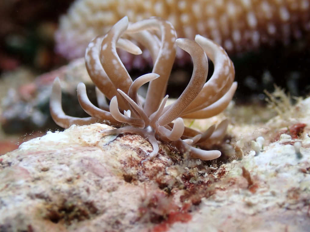 Coleman's Phyllodesmium
