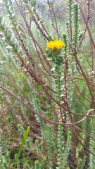 Athanasia capitata