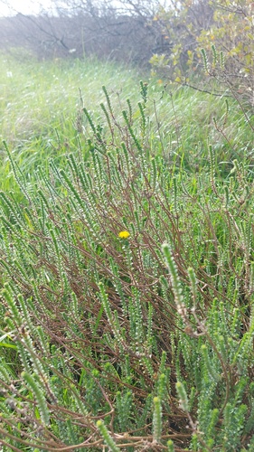Athanasia capitata, photograph 2