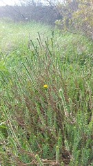 Athanasia capitata, photograph (c) Jacques van der Merwe, some rights reserved (CC BY-SA)