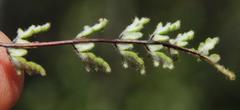 Cheilanthes hypoleuca