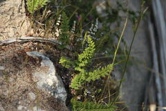 Cheilanthes hypoleuca