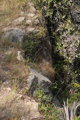 Cheilanthes hypoleuca