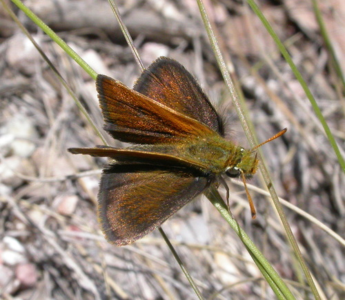 Garita Skipperling