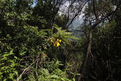 Sophora macrocarpa