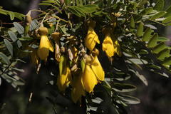 Sophora macrocarpa