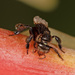 Milky-tipped Stingless Bee - Photo (c) Keith Martin-Smith, some rights reserved (CC BY-NC-SA), uploaded by Keith Martin-Smith