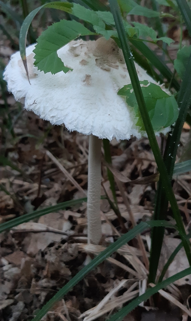 Macrolepiota rhodosperma from Hadersdorf Weidlingau, Wien, Österreich
