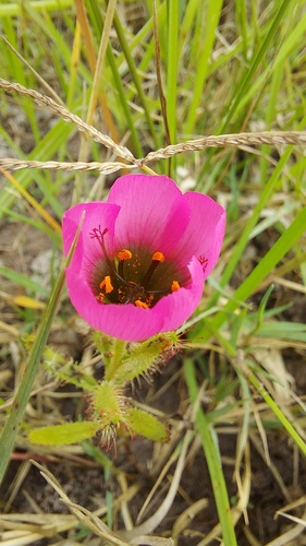 Drosera cistiflora