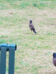 Acridotheres tristis