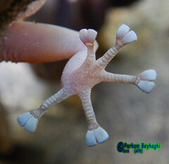 Kurdish Leaf-Toed Gecko photo 4