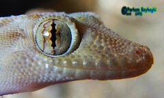 Kurdish Leaf-Toed Gecko photo 3