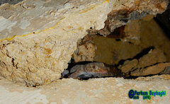 Kurdish Leaf-Toed Gecko photo 2