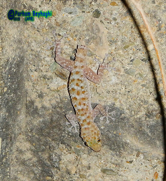 Kurdish Leaf-toed Gecko
