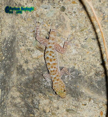 Kurdish Leaf-Toed Gecko photo 1