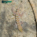 Kurdish Leaf-toed Gecko - Photo (c) Parham Beyhaghi, some rights reserved (CC BY-NC), uploaded by Parham Beyhaghi