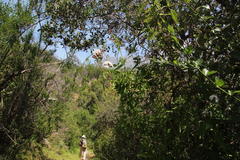 Aristeguietia salvia