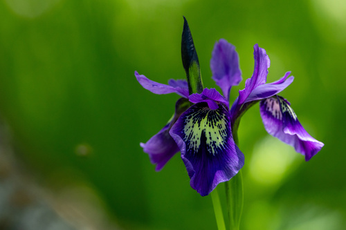Long-scape iris (Iris delavayi)