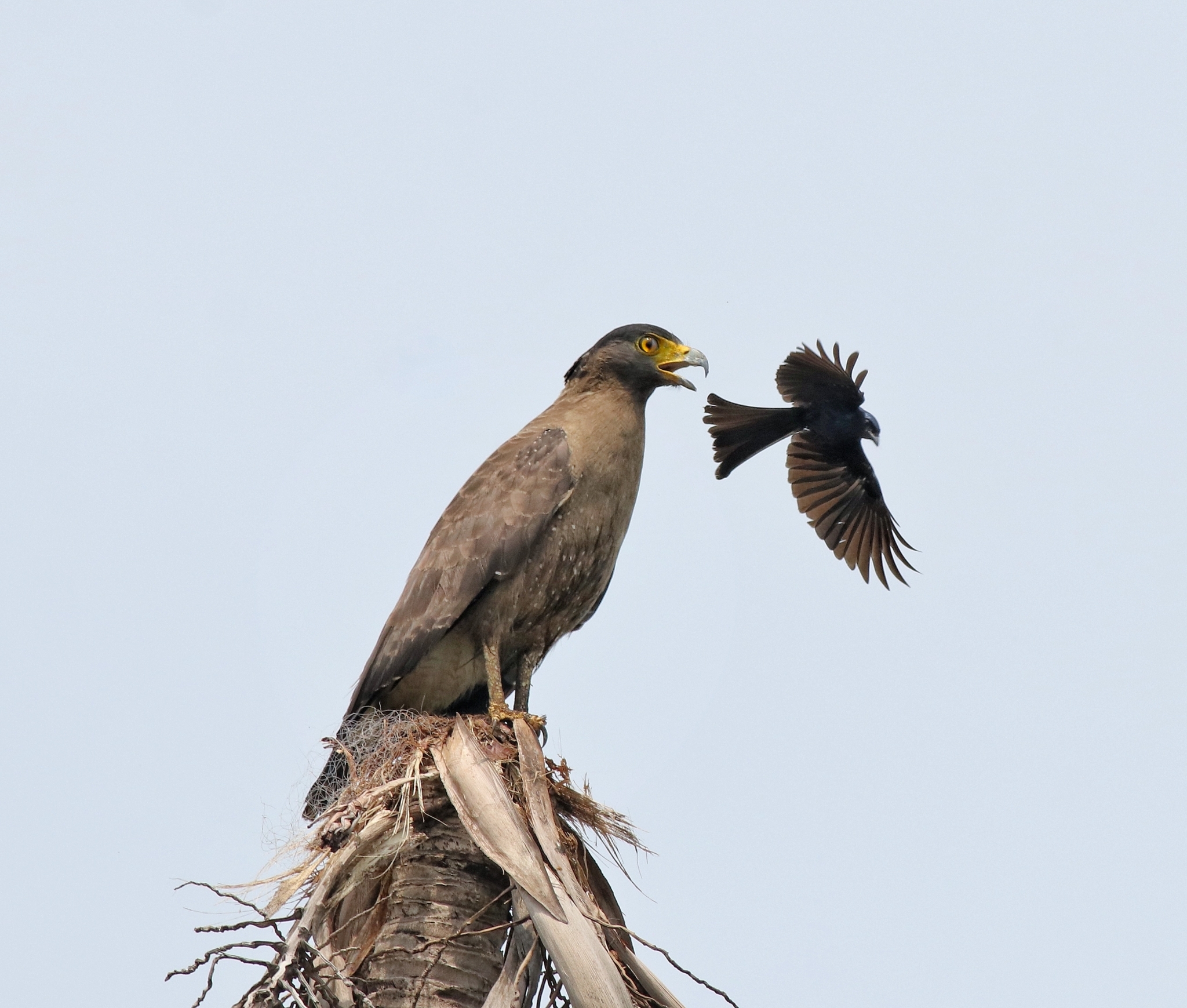 Bronzed Drongo (Dicrurus aeneus)