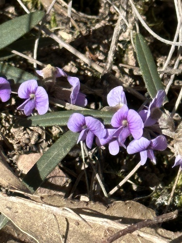 Hovea heterophylla A.Cunn. ex Hook.f.
