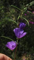 Clarkia tenella