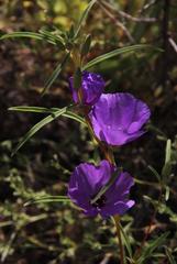 Clarkia tenella