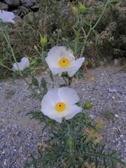 Argemone grandiflora