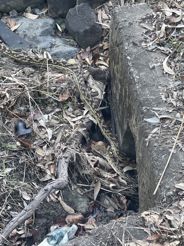 Australian Scrub Python sighting