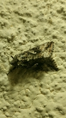 Autographa californica
