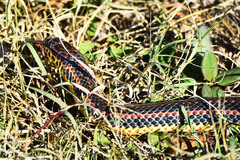 Farancia erytrogramma erytrogramma