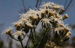 Aristeguietia salvia
