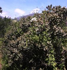 Aristeguietia salvia