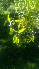 Perithemis icteroptera