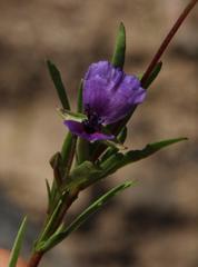 Clarkia tenella