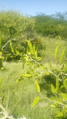 Perithemis icteroptera