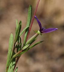 Clarkia tenella
