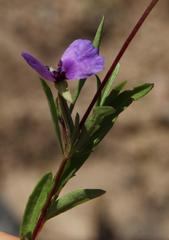 Clarkia tenella