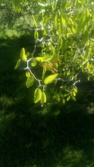 Perithemis icteroptera