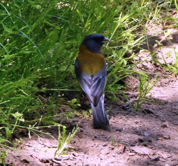 Gray-hooded Sierra Finch (minor)