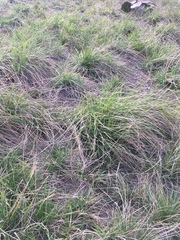 Nassella leucotricha