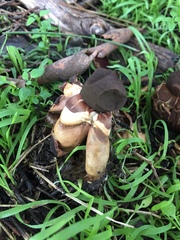 Geastrum fornicatum