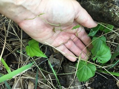 Dioscorea floridana