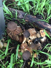Geastrum fornicatum