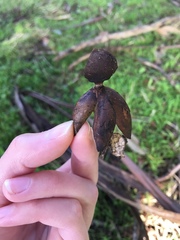 Geastrum fornicatum