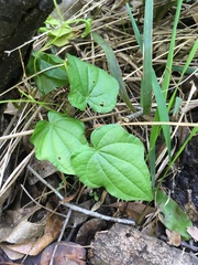 Dioscorea floridana