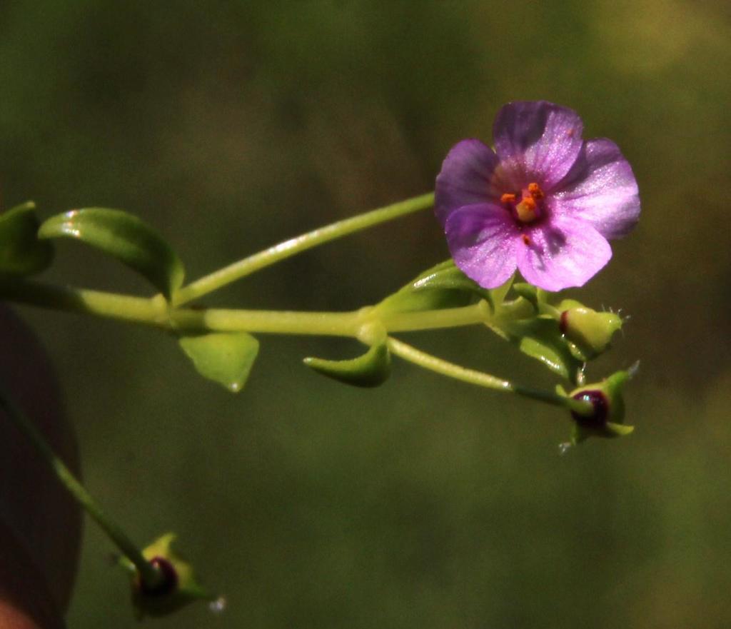 Calandrinia